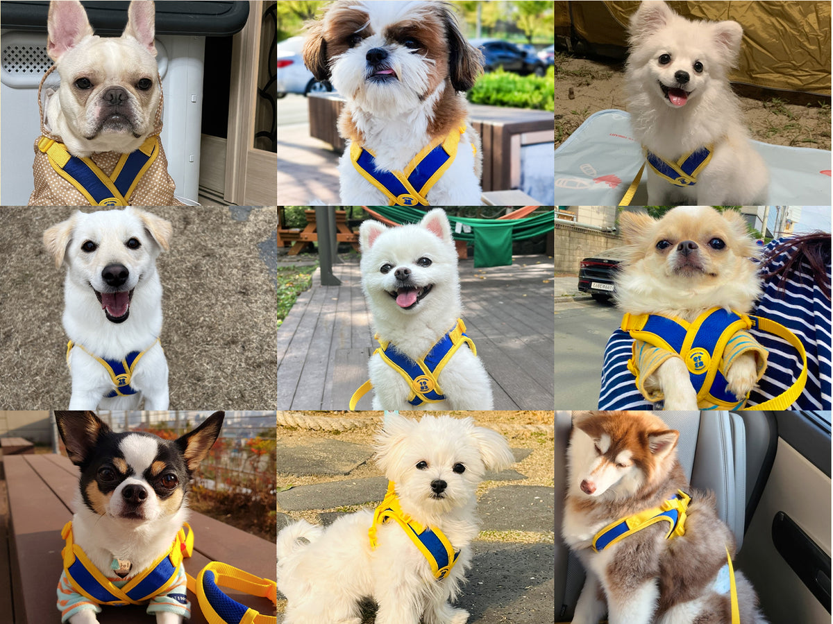 Comfort-X Dog Harness 2.0